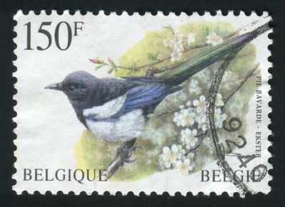 A vintage postage stamp from Belgium featuring a magpie