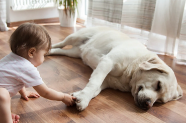 A baby touching a sleeping dog's paw on a wooden floor.