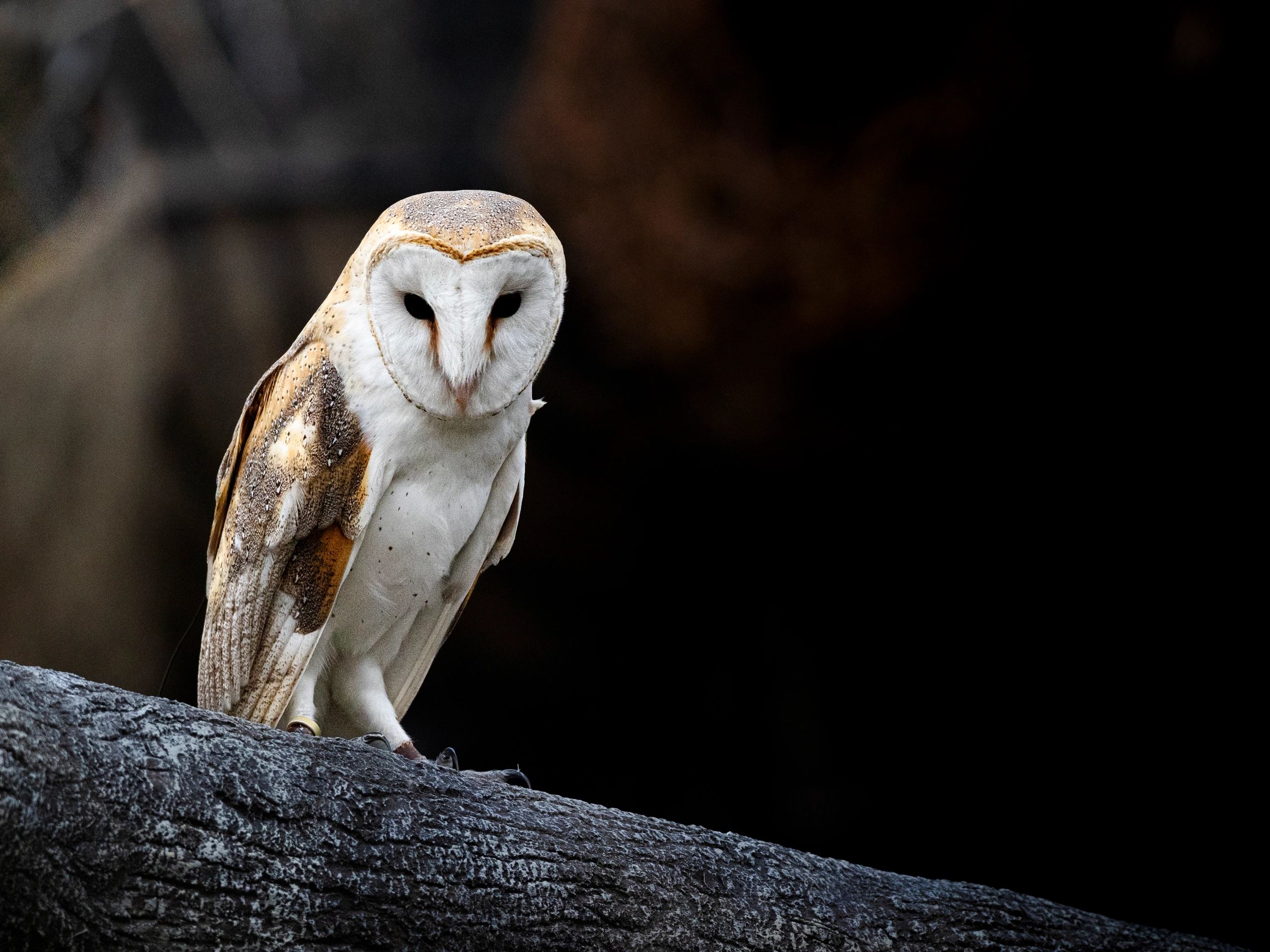 Barn Owl perched on a tree limb