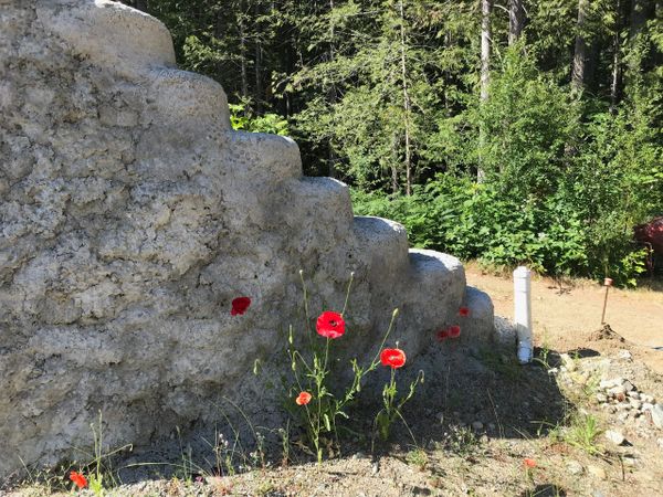 A few wild poppies growing at the base of the northeast wing tire wall.