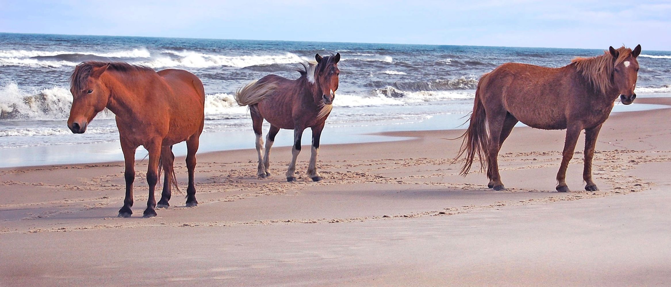 Wild Horses of Assateague Island, Maryland.