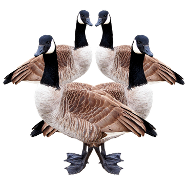 "Wild Elegance"  Wild geese find refuge along the beautiful wetland marshes of the Chesapeake Bay. T