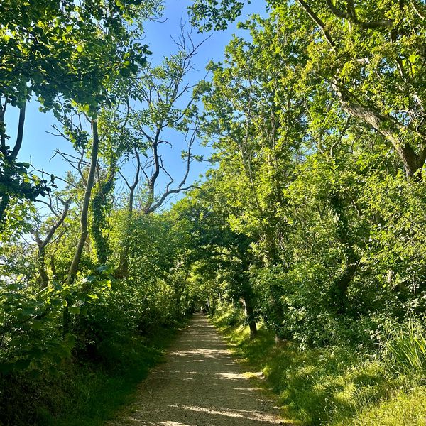 A sunlit dirt path surrounded by lush green trees under a clear blue sky.