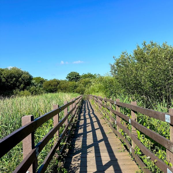 Wooden boardwalk through green marshland under a clear blue sky.