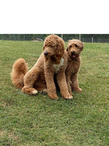 Two curly-haired dogs sitting on green grass outdoors.