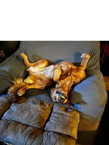 Dog lying upside down on a couch, looking relaxed and playful.