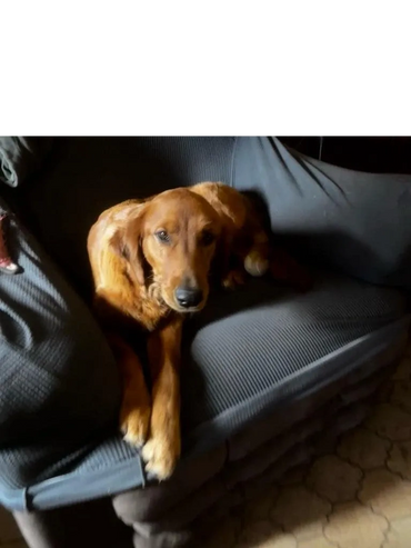 Brown dog resting on a dark gray couch.