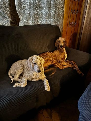 Two dogs relaxing on a dark couch in a cozy room.