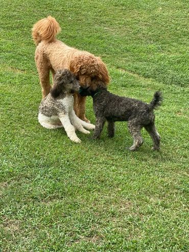 Three curly-haired dogs interacting on a grassy lawn.