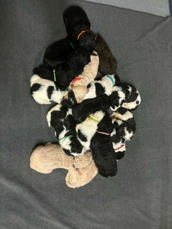 A pile of multi-colored puppies sleeping together.