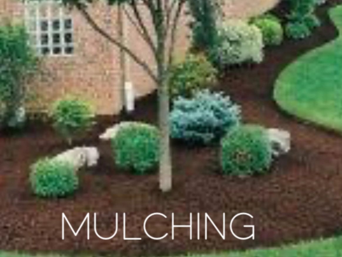 Freshly mulched garden bed with shrubs and a tree.