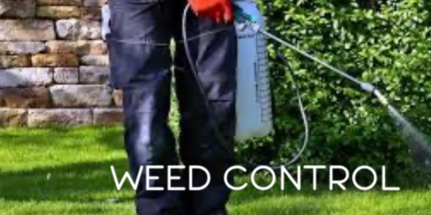 Person spraying herbicide for weed control in a garden.