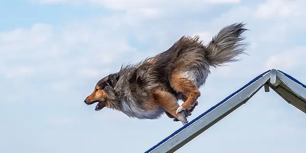 A dog leaps energetically over an agility ramp against a blue sky.