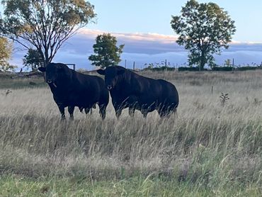 Two black bulls standing side by side in a grassy field with trees and clouds in the background.