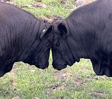 Two black bulls locking heads in a grassy field.