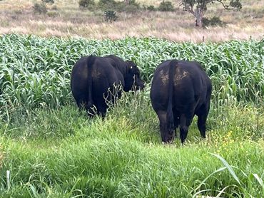 Limousin Bulls for sale.