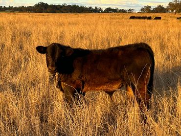 One of the quality Limousin bulls available at Lamels Limousins. ($15000 and Mudjimba is yours)