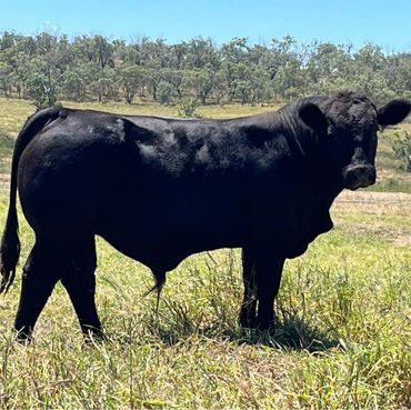 Buddleia, Homo black and Homo polled paddock raised for sale.