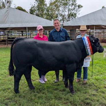 A Royal Champion Lamels Limousin Homo polled and Homol black bull.