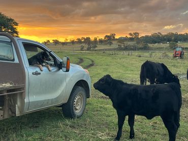 Marcelle keeping an eye on Cassia our favourite champion Limousin heifer.
Lamels Limousins
*Limousin