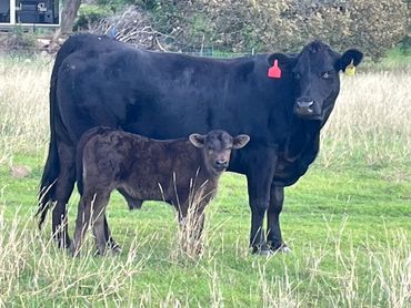 A standout Limousin breeding cow with Mudjimba watch this champion Limousin bull calf grow.
Lamels L