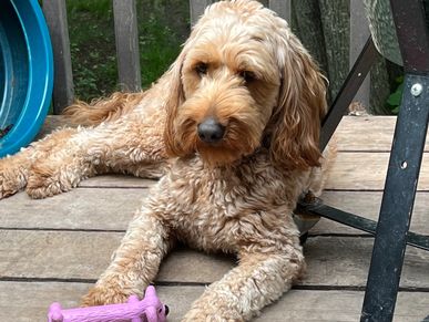 Koda has been a great addition to our family. She has been growing and becoming a perfect addition t