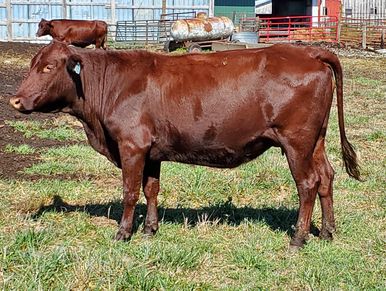 maternal hardy profitable ease effecient grass fed finish production milk calving ease low birth