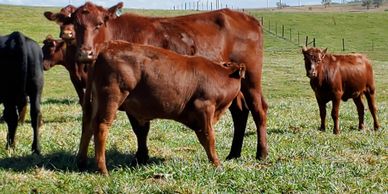 maternal hardy profitable ease effecient grass fed finish production milk calving ease low birth
