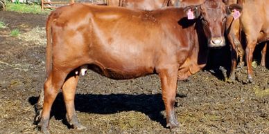 maternal hardy profitable ease effecient grass fed finish production milk calving ease low birth