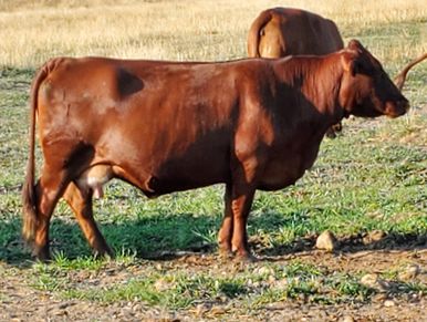 maternal hardy profitable ease effecient grass fed finish production milk calving ease low birth