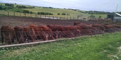 feed efficient effeciency growth barzona steers fat market yield marbling tenderness quality traits