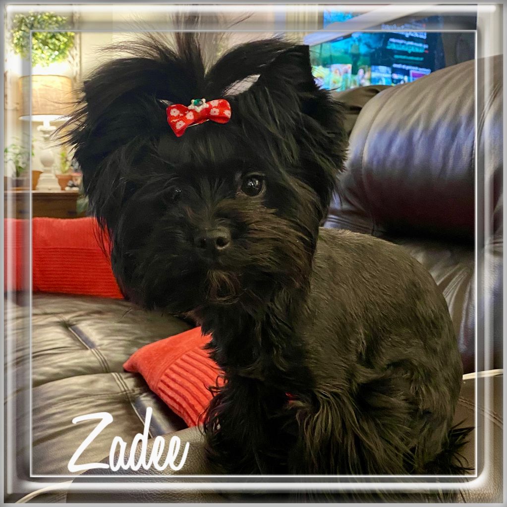 Small black dog with a red bow sitting on a leather couch.