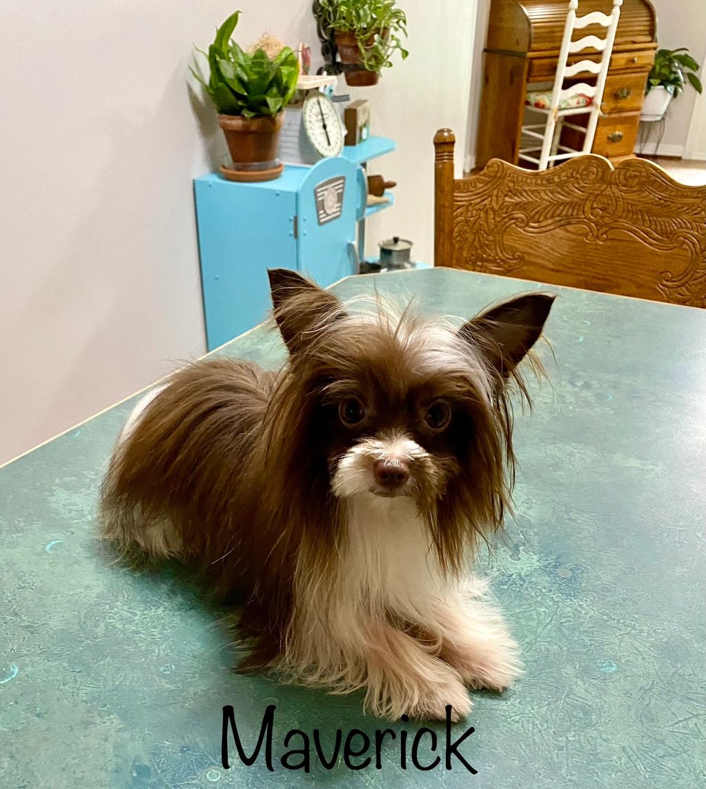 Small fluffy dog named Maverick sitting on a green table indoors.