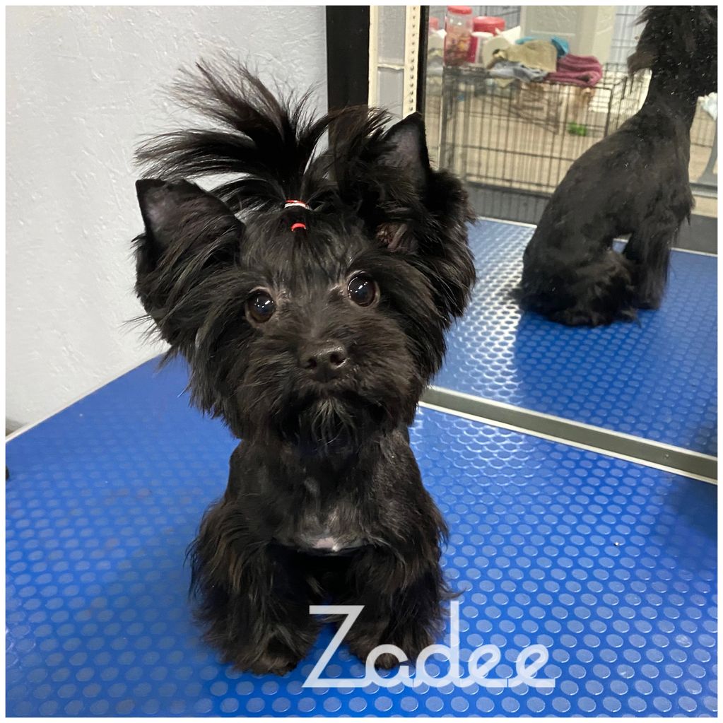 Cute black dog with a topknot sitting on a blue mat in front of a mirror.