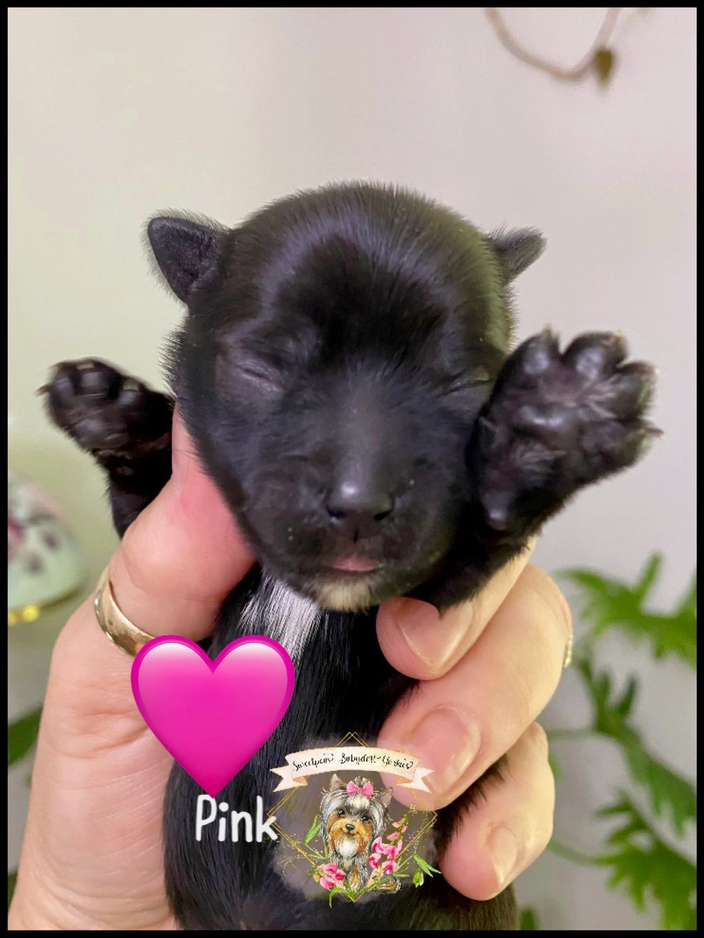 Tiny newborn black puppy held gently with paws raised.
