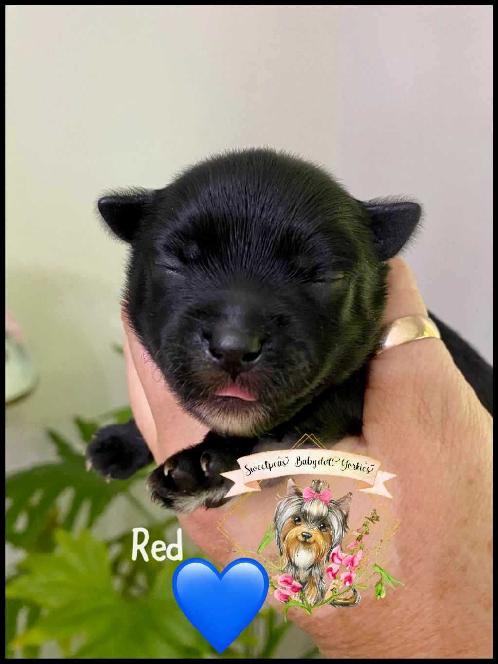 Close-up of a tiny black newborn puppy held in a hand.