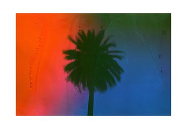 Ren Rox, photography, analogue, 35mm film, palm tree, landscape, travel, experimental, kodak, fuji