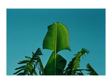 Ren Rox, photography, analogue, 35mm film, banana tree, landscape, travel, experimental, canarias