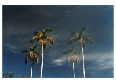 Ren Rox, photography, analogue, 35mm film, palm tree, landscape, travel, experimental, canarias