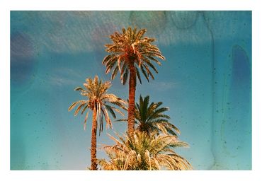 Ren Rox, photography, photographer, analogue, 35mm film, palm trees, landscape, travel, experimental