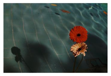 Ren Rox, photography, gerbera, floral, analogue, 35mm film, landscape, travel, galicia, spain