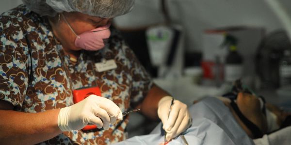 Veterinarian doing spay surgery on a dog at spay/neuter clinic.