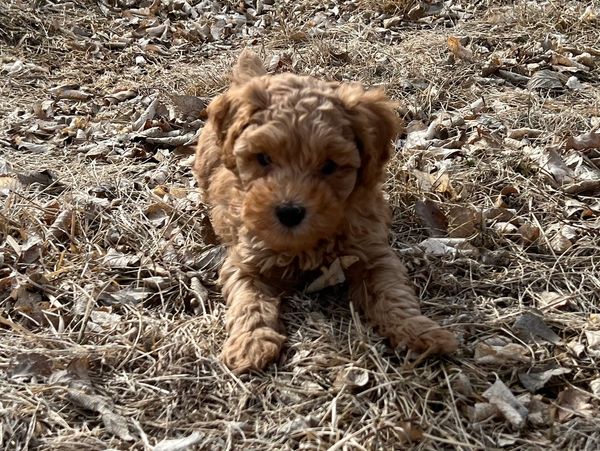 male miniature toy red apricot poodle puppies Kansas Missouri Nebraska New York California shipping