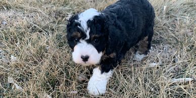 Female Bernedoodle, bernese mountain dog, poodle puppy, puppies for sale in Kansas, Missouri, Iowa