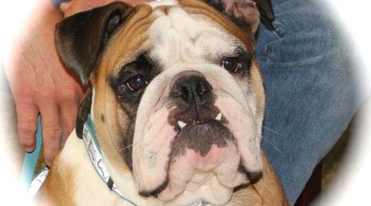 Adult English Bulldog Male, Stud, AKC registered