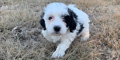 Female Bernedoodle, bernese mountain dog, poodle puppy, puppies for sale in Kansas, Missouri, Iowa