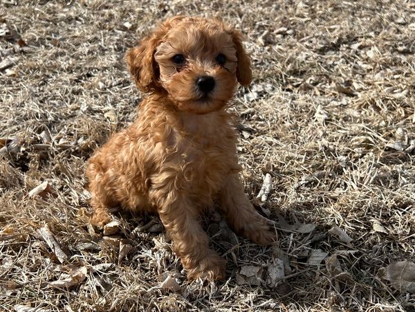 male miniature toy red apricot poodle puppies Kansas Missouri Nebraska Florida California shipping