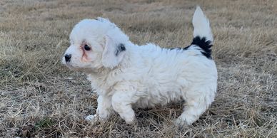 Male Bernedoodle, bernese mountain dog, poodle puppy, puppies for sale in Kansas, Missouri, Iowa