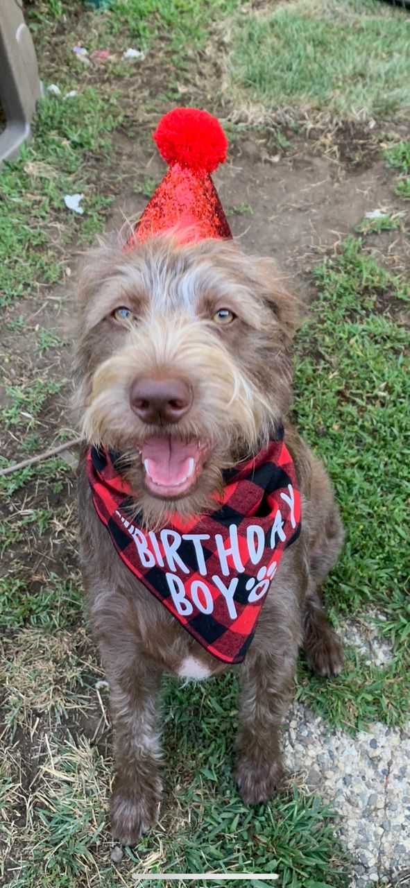 Happy Birthday Bruno, Labradoodle at r little puppies in Kansas, Nebraska, Missouri, Iowa, puppy