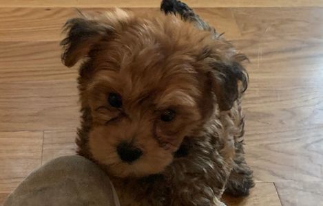 Male yorkiepoo puppy yorkie poodle R Little Puppies Kansas Nebraska Missouri adorable Christmas